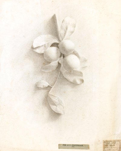 Tekening van pruimen in reliëf door Walter Bonner Gash